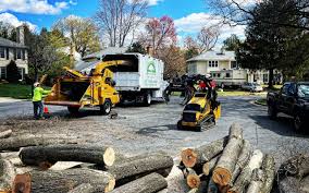 Trusted China Grove, NC Tree Removal and Landscaping Services Experts